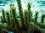 Knobby Tige De La Mer vert