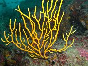 Gorgonia kollane