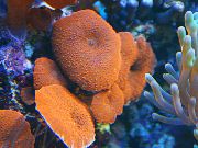 punane Actinodiscus foto
