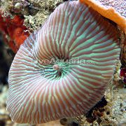 Actinodiscus raidallinen