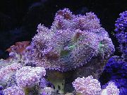 морские кораллы дискоактинии Родактис фиолетовый для аквариума,