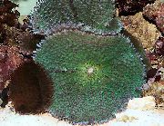 морские кораллы дискоактинии Родактис зеленоватый для аквариума, Rhodactis inchoata