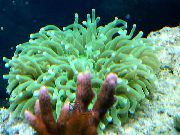 zaļš Liela Tentacled Plate Koraļļu (Anemone Sēņu Koraļļu) (Heliofungia actiniformes) foto