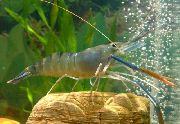 Macrobrachium blár