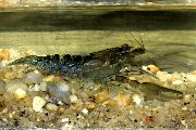 Macrobrachium γκρί