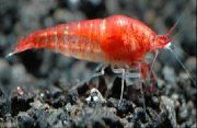 წითელი ჰავაის წითელი Shrimp, Opae Ula, ვულკანის Shrimp (Halocaridina rubra) ფოტო