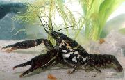 svart Svart Fläckig Kräftor (Procambarus enoplosternum) foto