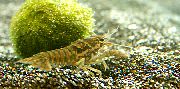 pruun Must Laiguline Jõevähi (Procambarus enoplosternum) foto