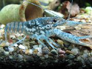 Svartur Mottled Crayfish blár