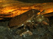 Atya Scabra καφέ