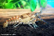 brun Procambarus Spiculifer foto