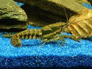 brun Sly Kräftor (Procambarus versutus) foto