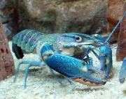 синій Рак-Херакс Красноклешневий (Синій) (Cherax quadricarinatus) фото