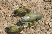 Cyan Yabby roheline