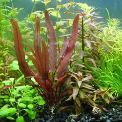 Akvarium Planter