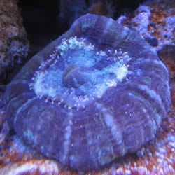 meri korallit