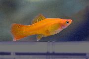 ყვითელი თევზი Swordtail (Xiphophorus helleri) ფოტო