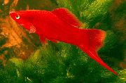 წითელი თევზი Swordtail (Xiphophorus helleri) ფოტო