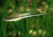 მწვანე თევზი Swordtail (Xiphophorus helleri) ფოტო