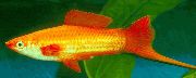 Swordtail gull Fisk