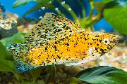 Sailfin Molly dzeltens Zivs