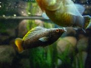 Sailfin Molly pruun Kala