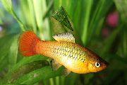 Papageienplaty gull Fisk