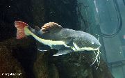 ოქროს თევზი წითელი Tailed ლოქო (Phractocephalus hemiliopterus) ფოტო