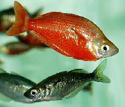 Red Rainbowfish sarkans Zivs