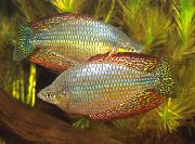 Melanotaenia Splendida Inornata Sekalainen Kala