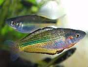 aquarium fish Murray river rainbowfish Melanotaenia fluviatilis silver