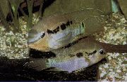 braon Riba Krobia Itanyi (Aequidens itany, Krobia itanyi) foto