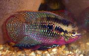 Строкатий Риба Акара Красногрудая (Laetacara dorsigera) фото