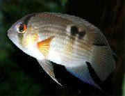 pruhované Ryby Kľúčová Dierka Cichlidy (Cleithracara maronii, Aequidens maronii) fotografie