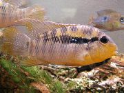 Смугастий Риба Акара Парагвайська (Акара Віттата) (Bujurquina vittata) фото