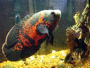 Астронотус (Астронотус-оскар, Астронотус павлиний глаз) Astronotus ocellatus