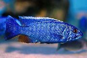 ელექტრო ლურჯი Hap, ელექტრო ლურჯი Cichlid ლურჯი თევზი