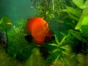 Дискус красный (Дискус Помпадур, Дискус Хеккеля) Symphysodon discus