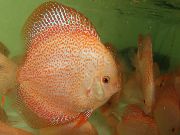 Рожевий Риба Дискус Червоний (Дискус Помпадур, Дискус Хеккеля) (Symphysodon discus) фото