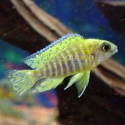Blauwe Pauw Cichlid Gestreept Vis