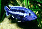 Меланохромис Чипока Melanochromis chipokae