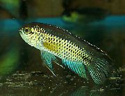 Золотистий Риба Наннакара Зелена (Наннакара Аномалі) (Nannacara anomala) фото