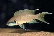 Lyretail Cichlid, Printsess Cichlid pruun Kala