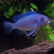 Zebrabuntbarsch Hellblau Fisch