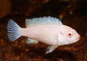 Zebra Cichlid Wit Vis