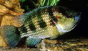 ���������� ���������� Hemichromis fasciatus