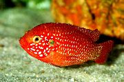���������� ������� Hemichromis lifalili