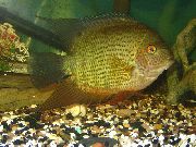 Severum Vihreä Kala