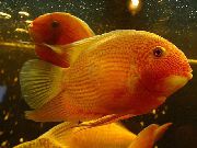 Червоний Риба Цихлазома Северум (Дискус Помилковий) (Cichlasoma severum, Heros serverus) фото