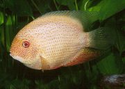 Severum Rosa Peixe